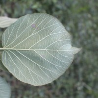 Adina cordifolia (Roxb.) Brandis